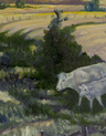 Stewart's Cattle - Image 2